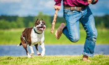 dog bite attorney​